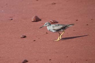 Wandering Tattler